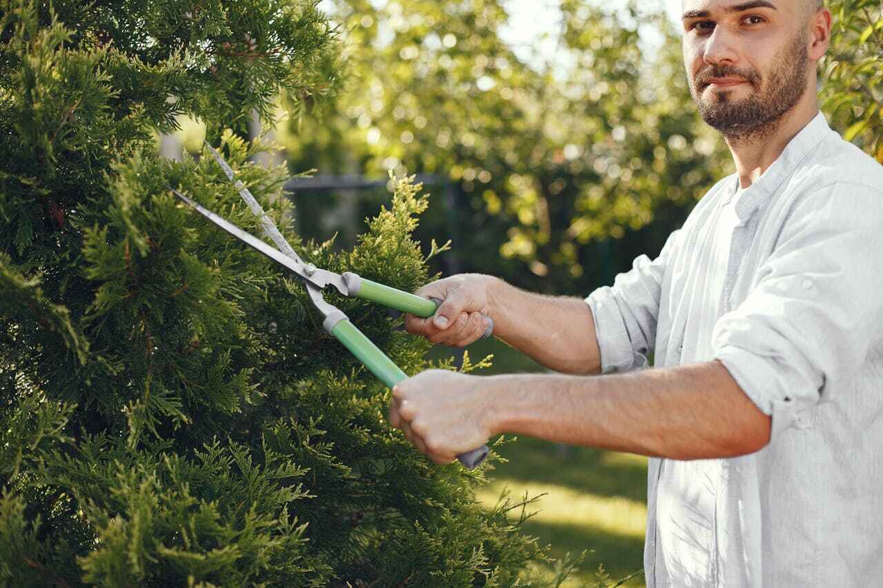 Large Tree Removal